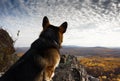 Dog breed welsh corgi pembroke on a cliff against the background Royalty Free Stock Photo